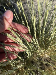 Tetradymia glabrata