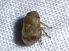 Clastoptera querci