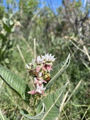 Asclepias hallii