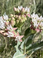 Asclepias hallii