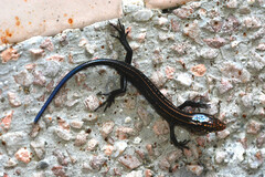 Plestiodon chinensis