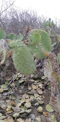 Opuntia excelsa