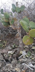 Opuntia excelsa