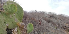 Opuntia excelsa