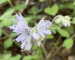 Phacelia hydrophylloides