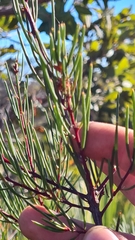 Hakea bakeriana
