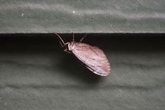 Stamnoctenis pearsalli