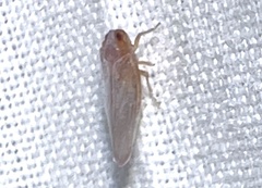 Omolicna