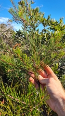 Hakea bakeriana