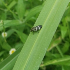 Aeneolamia albofasciata