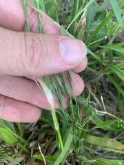 Linum medium texanum