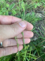 Linum medium texanum