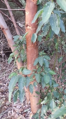Eucalyptus botryoides