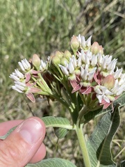 Asclepias hallii