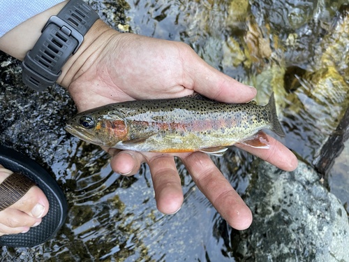 California golden trout