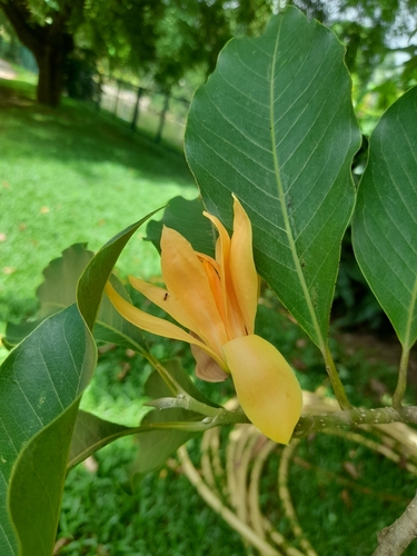 Magnolia champaca