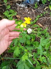 Chelidonium majus