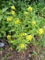 Sisymbrium loeselii