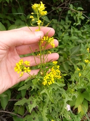 Sisymbrium loeselii