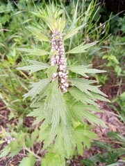 Leonurus quinquelobatus