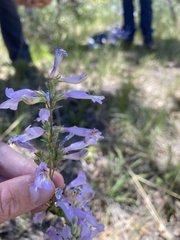 Penstemon gracilis