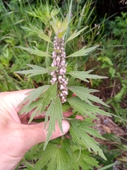 Leonurus quinquelobatus
