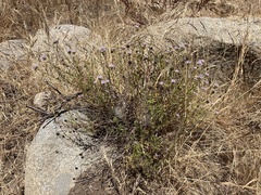 Monardella stoneana