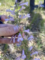 Penstemon gracilis
