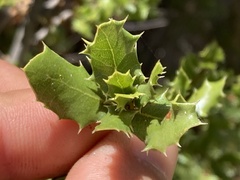 Quercus cedrosensis
