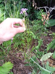 Hesperis matronalis
