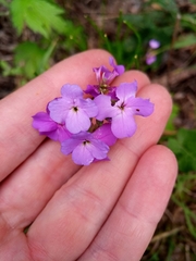 Hesperis matronalis