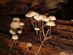 Mycena subgalericulata