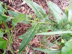 Hesperis matronalis