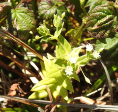 Stellaria littoralis
