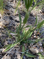 Penstemon gracilis
