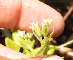 Stellaria littoralis