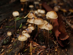 Mycena subgalericulata