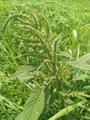 Amaranthus hypochondriacus