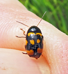 Cryptocephalus anticus