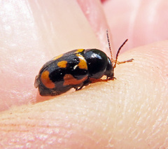 Cryptocephalus anticus