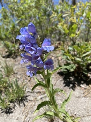 Penstemon glaber