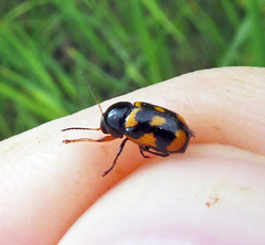 Cryptocephalus anticus