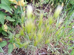 Hordeum jubatum