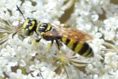 Philanthus multimaculatus