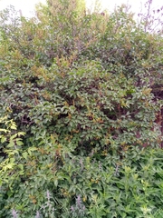 Syringa vulgaris