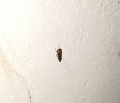 Drabescus