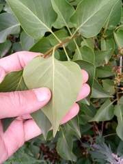 Syringa vulgaris