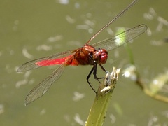 Rhodothemis rufa