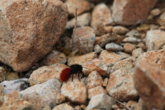 Dasymutilla magnifica