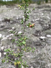 Simaroubaceae